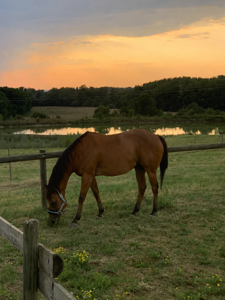 Cheval au pâturage dans les prairies des Écuries d'Eurofarm à Confrançon, pension cheval au pré dans l'Ain.