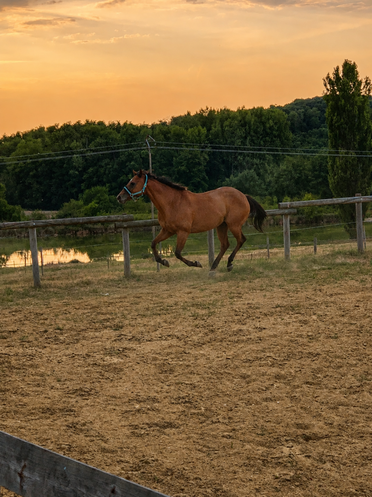 Cheval travaillant dans une des carrières des Écuries d'Eurofarm à Confrançon, pension équestre dans l'Ain.