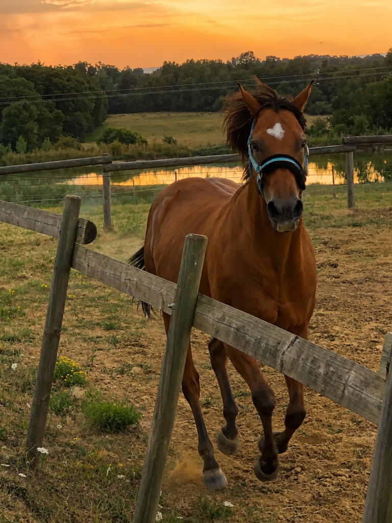 Cheval en pension aux Écuries d'Eurofarm à Confrançon dans l'Ain, évoluant dans un environnement calme avec vue sur le plan d'eau.