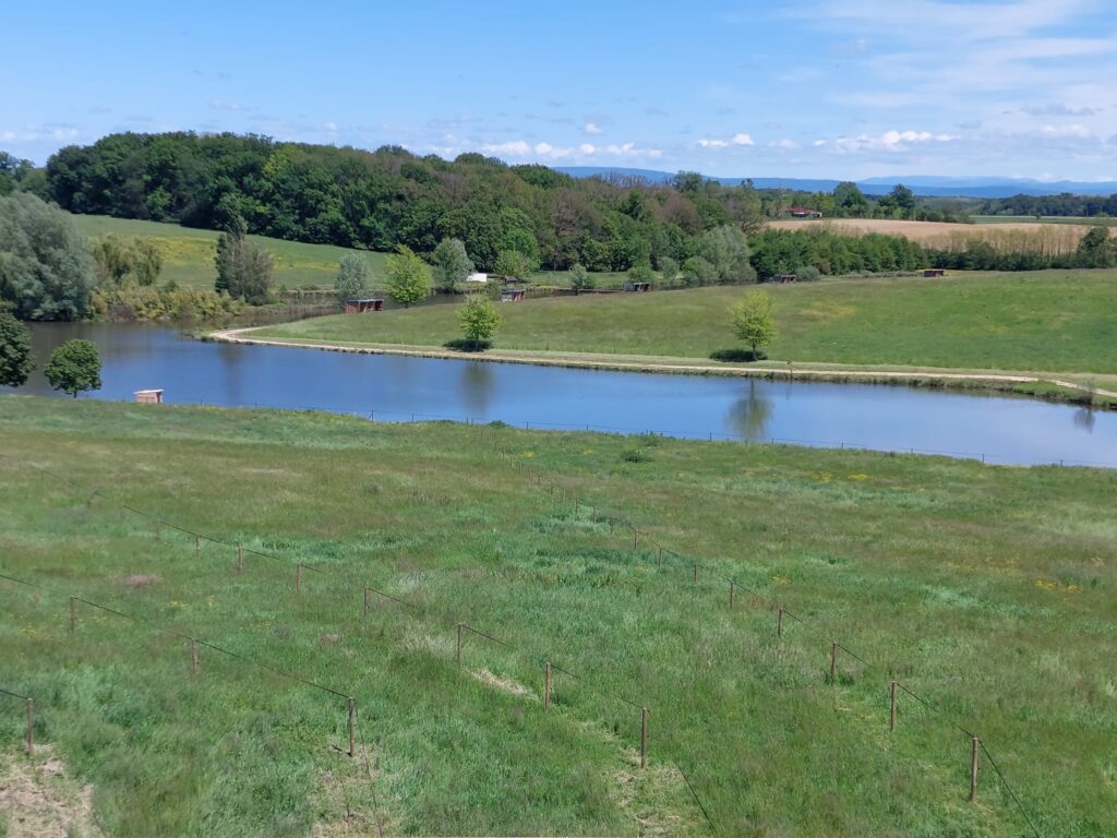 Vue des pâtures et du plan d'eau des Écuries d'Eurofarm à Confrançon dans l'Ain, au sein d'un domaine équestre verdoyant.