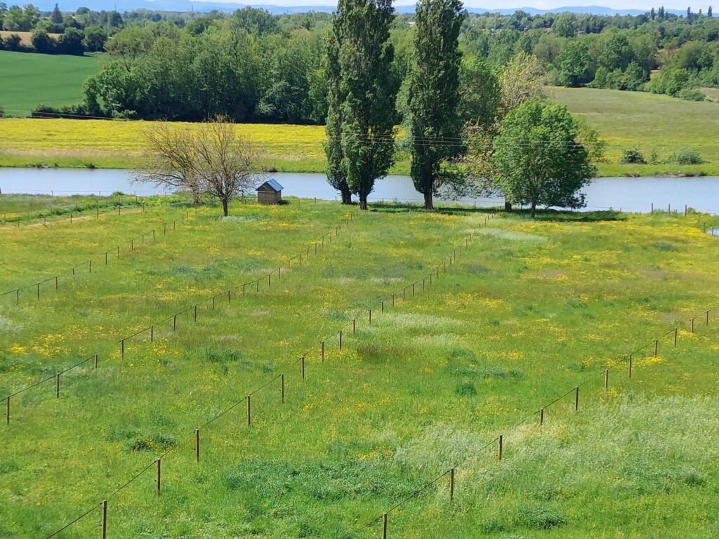 Vue aérienne des grandes parcelles de pâturage des Écuries d'Eurofarm à Confrançon dans l'Ain, avec plan d'eau et environnement naturel pour les chevaux en pension.