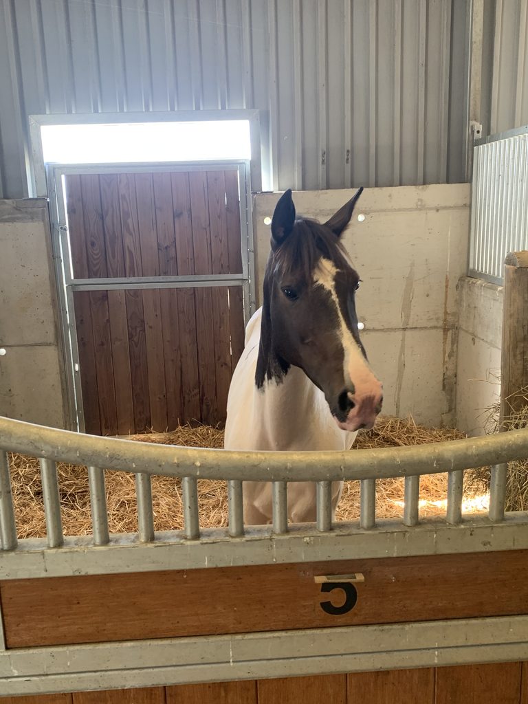 Cheval en pension box aux Écuries d’Eurofarm
