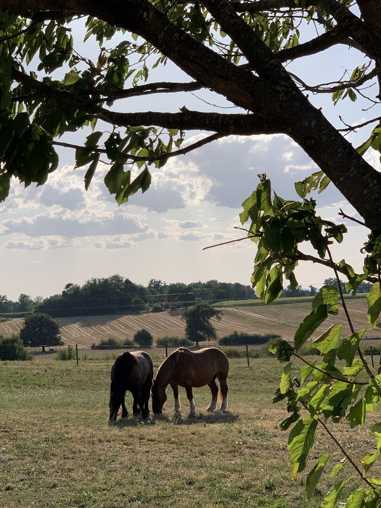 Chevaux en pension pré avec abris aux Écuries d’Eurofarm
